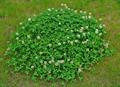 Trifolium Repens